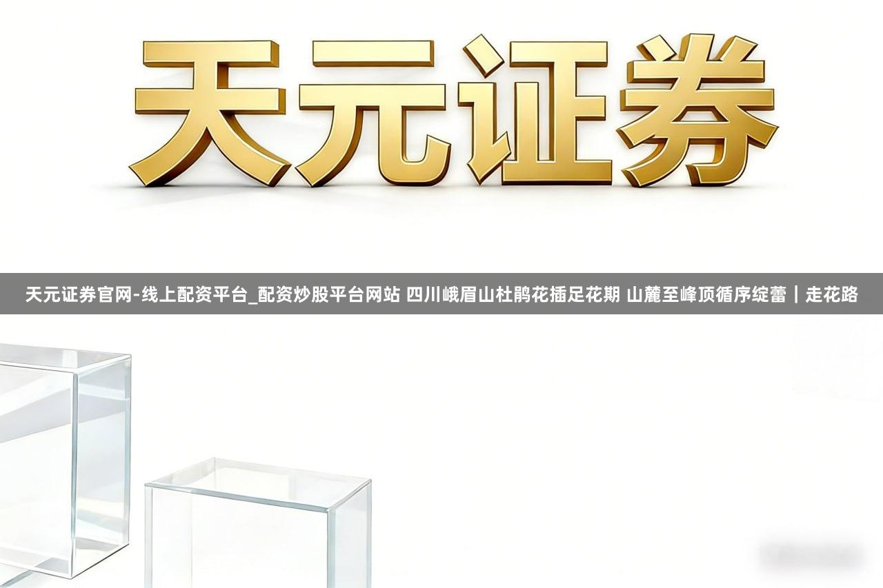 天元证券官网-线上配资平台_配资炒股平台网站 四川峨眉山杜鹃花插足花期 山麓至峰顶循序绽蕾｜走花路